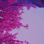 album image Losing Interest (PN remix) Japan - EP