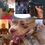 album image I Think I Should The Lo-Fis